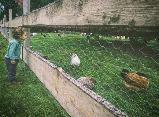 How Dangerous is Bird Flu?