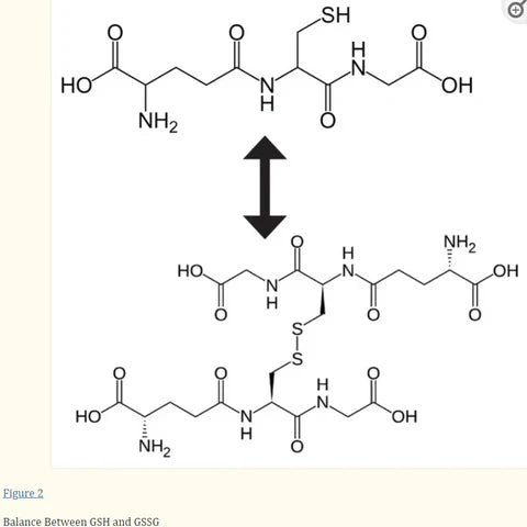 Xenobiotics and POPs are bad.  Here's how our body uses glutathione to get rid of them.