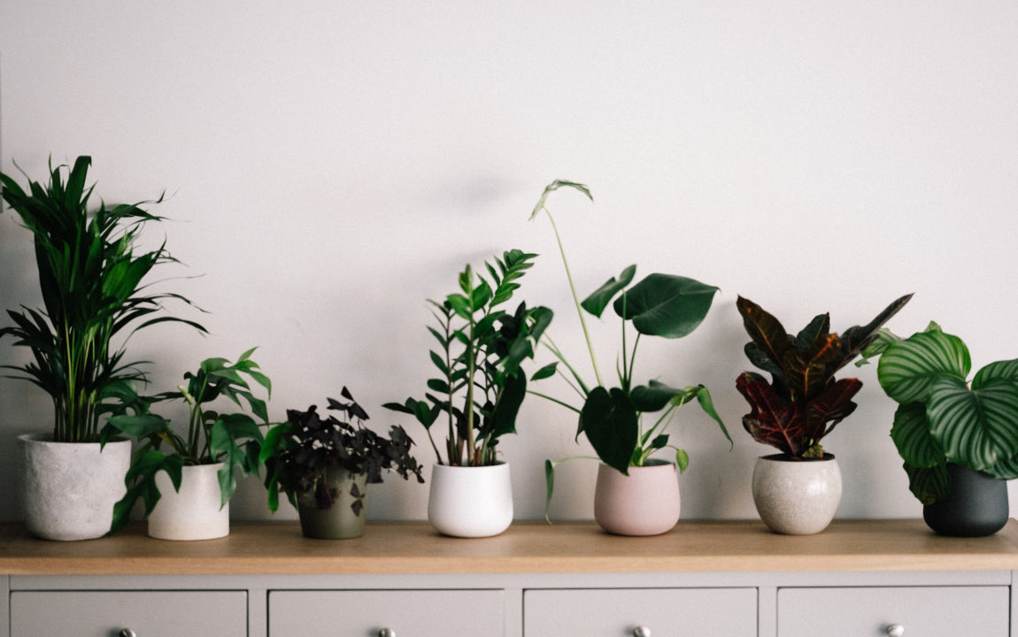 Plants as Air Purifiers?