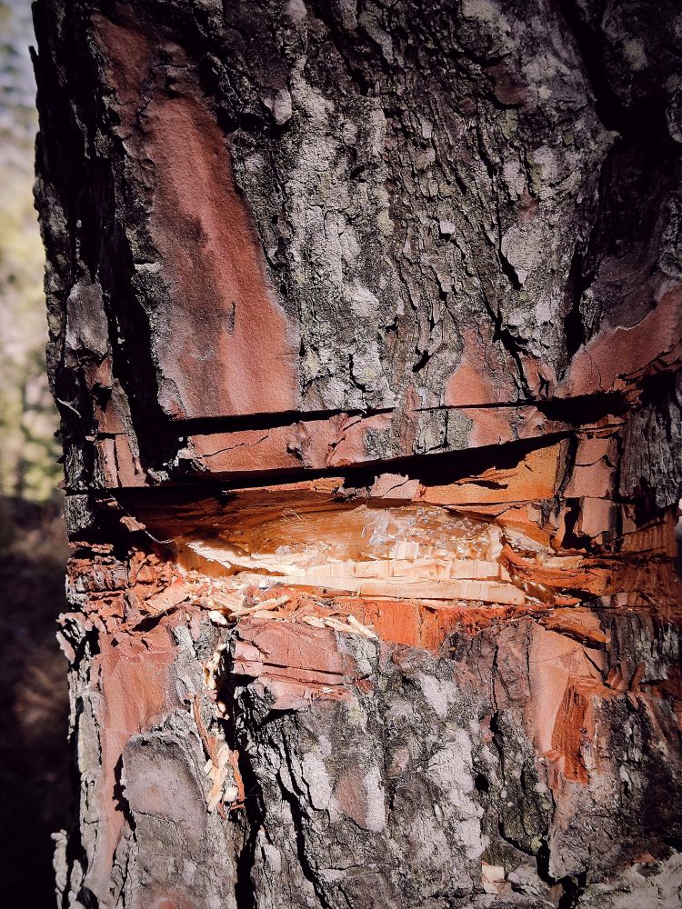 The Benefits of Pine Tar for Health and Home