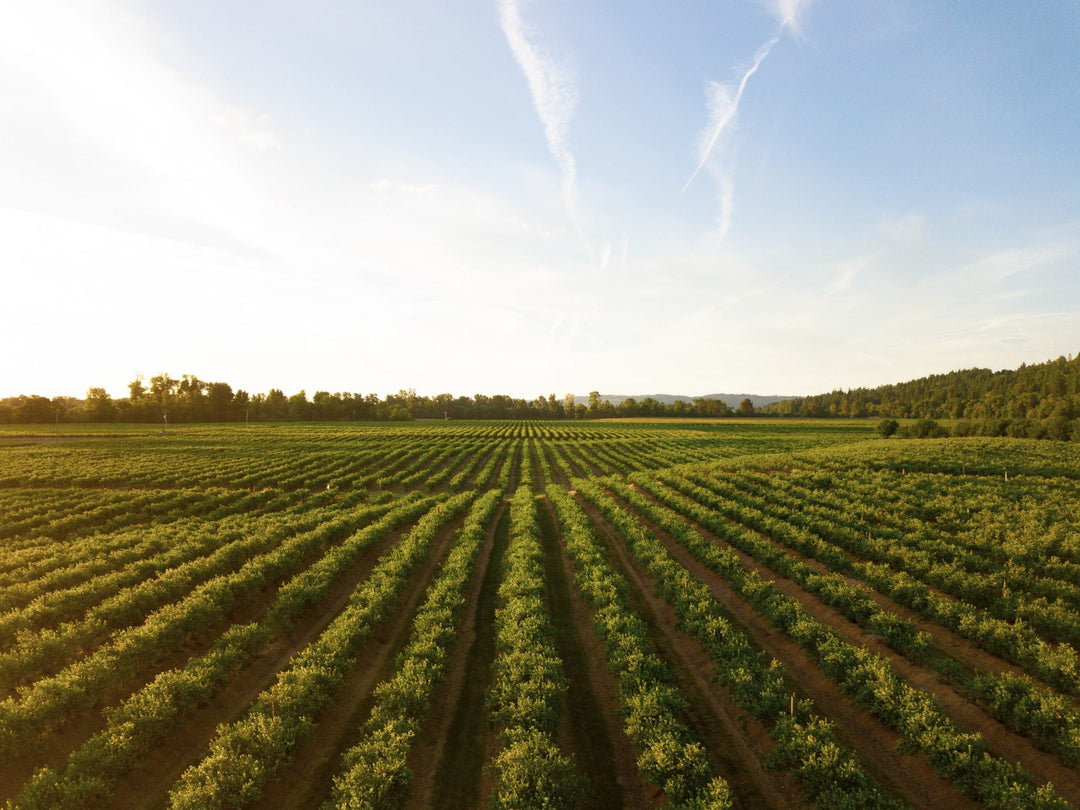 Are the bad smells coming from farms and industry harmful?