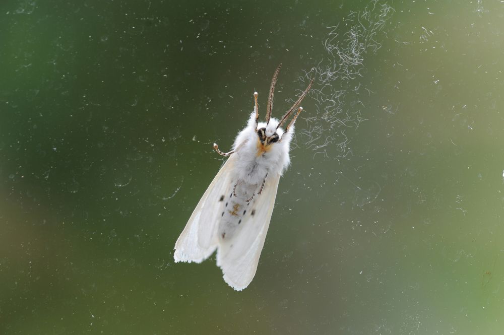 The dangers of moth balls and their safer alternatives