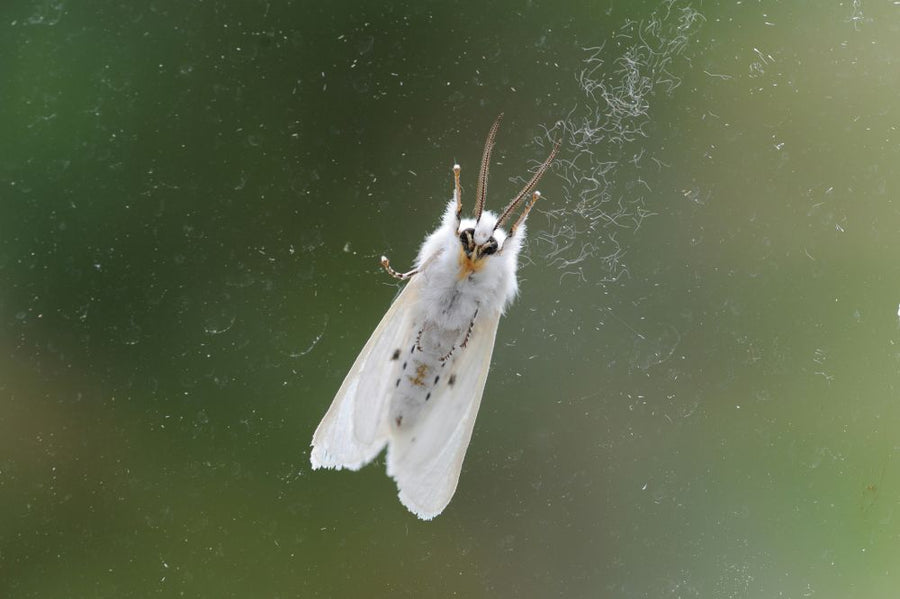 The dangers of moth balls and their safer alternatives – Hypo Air