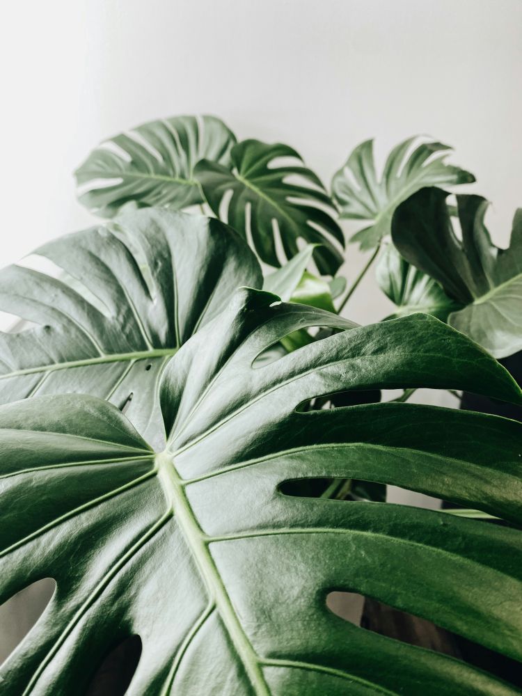 Indoor plants, air quality and a (nearly) foolproof way to keeping houseplants alive