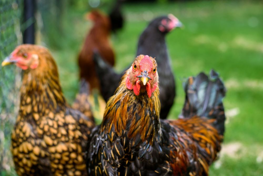 What kills Bird Flu Virus?