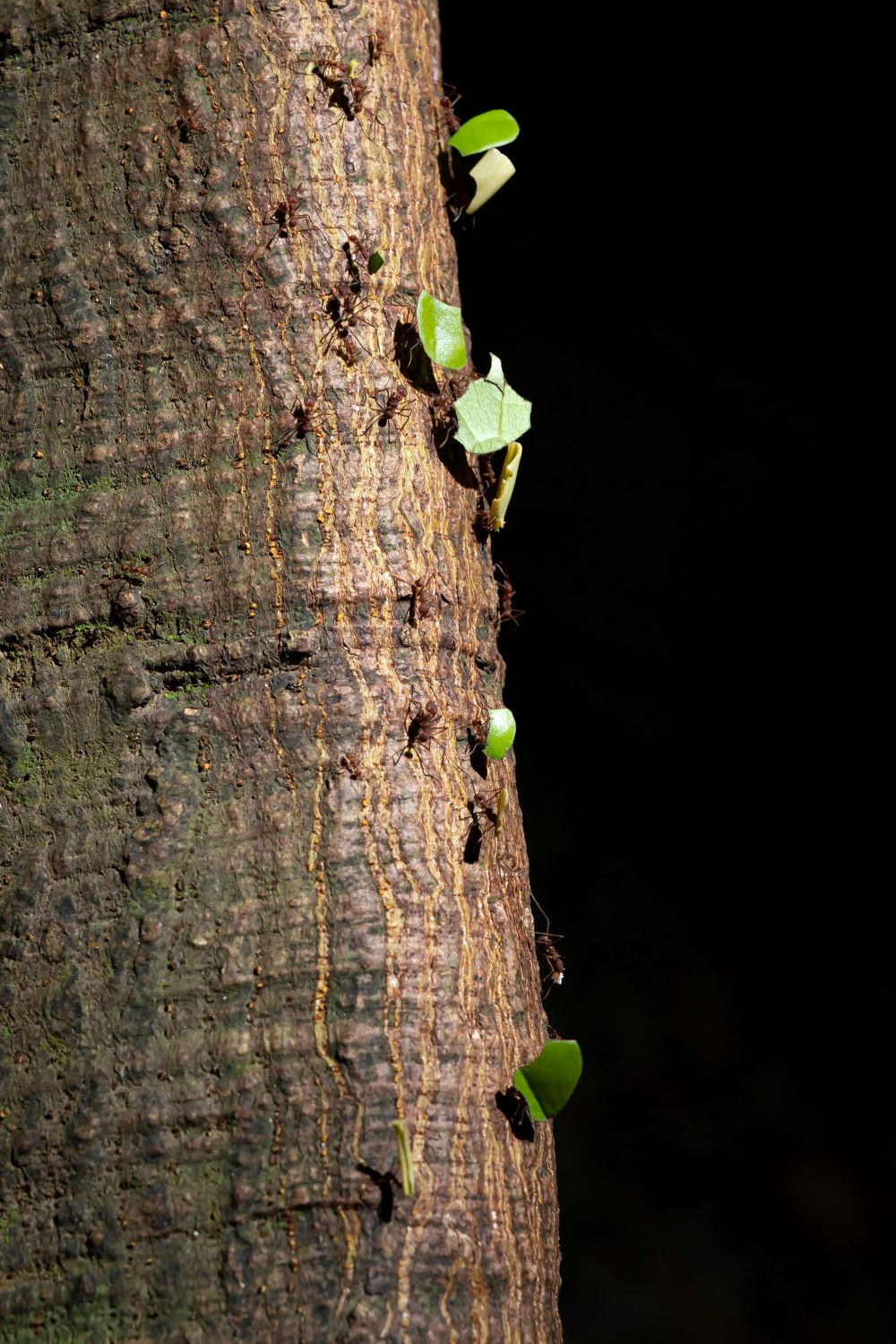 Learning from the Ants on Keeping A Healthy Home Microbiome