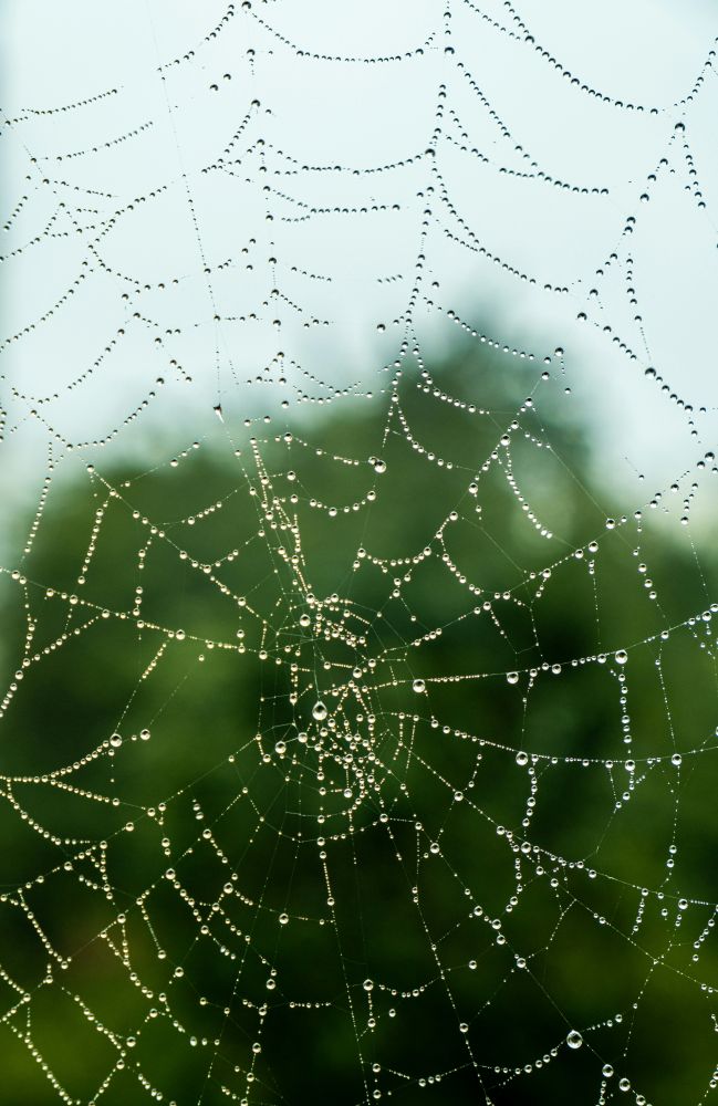 It’s SPIDER Season…how to keep them out of your home without chemicals