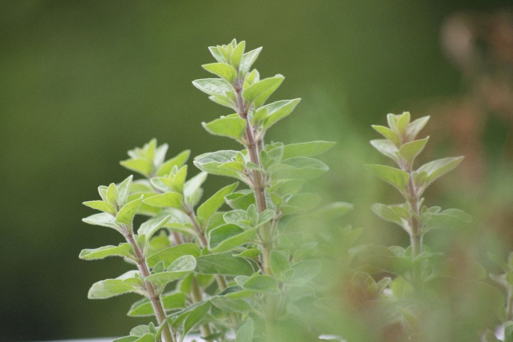 The true Hyssop is a power plant, related to an herb you probably already have in your kitchen!